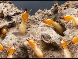 Termite Pest Control in Jaipur